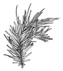 Dicranoloma robustum “setosum” growth form, portion of shoot, moist. Drawn from A.J. Fife 5516, CHR 461698, and A.J. Fife 8288, CHR 459394.
 Image: R.C. Wagstaff © Landcare Research 2018 